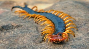 Texas-Red-headed-centipede.jpg